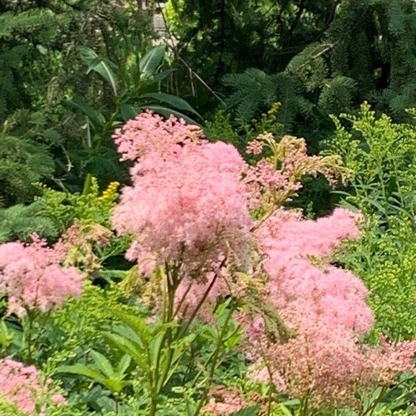 Filipendula rubra Fiore