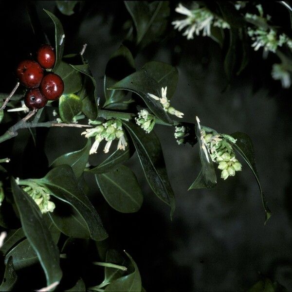 Sarcococca confusa Blomst