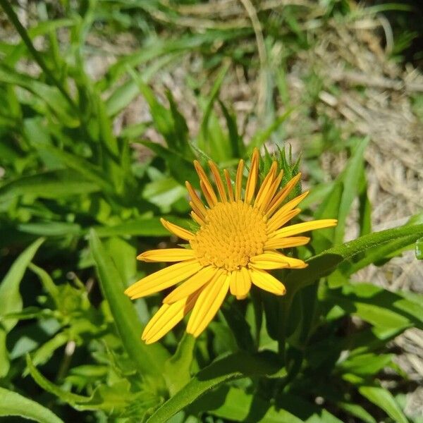 Buphthalmum salicifolium Λουλούδι