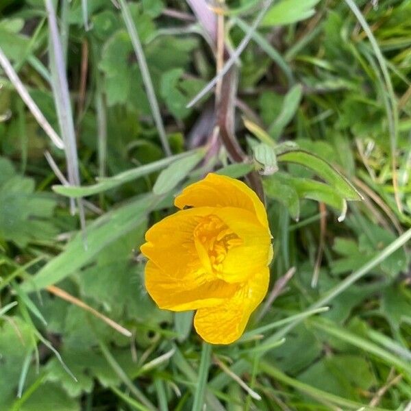 Ranunculus bulbosus Leaf