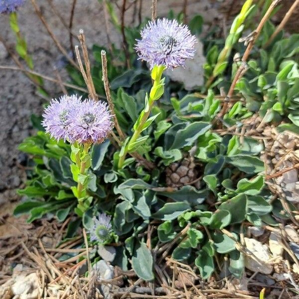 Globularia vulgaris 整株植物