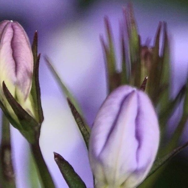 Lobelia erinus Blomma