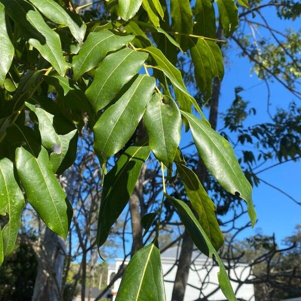 Castanospermum australe Fuelha