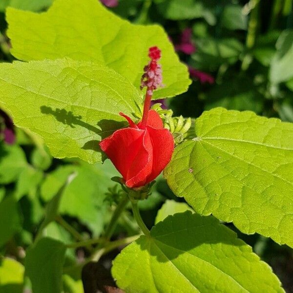 Malvaviscus arboreus Fleur