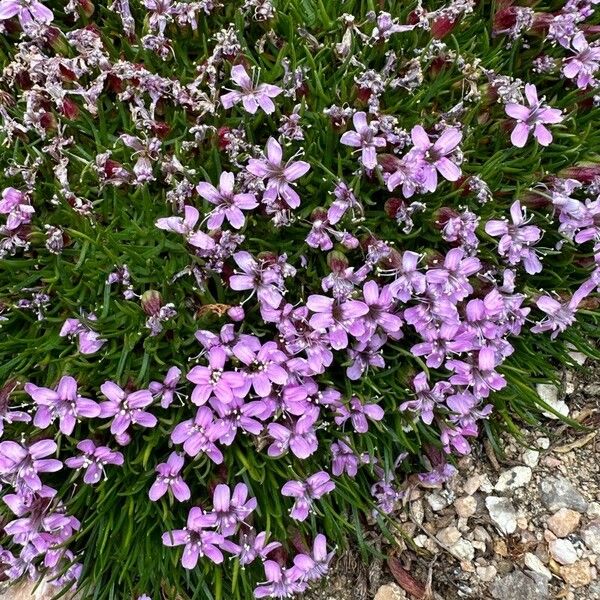 Silene acaulis പുഷ്പം