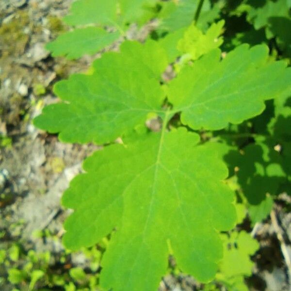 Chelidonium majus Leaf
