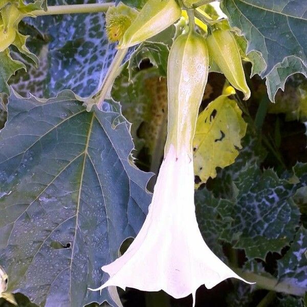 Datura stramonium Cvet