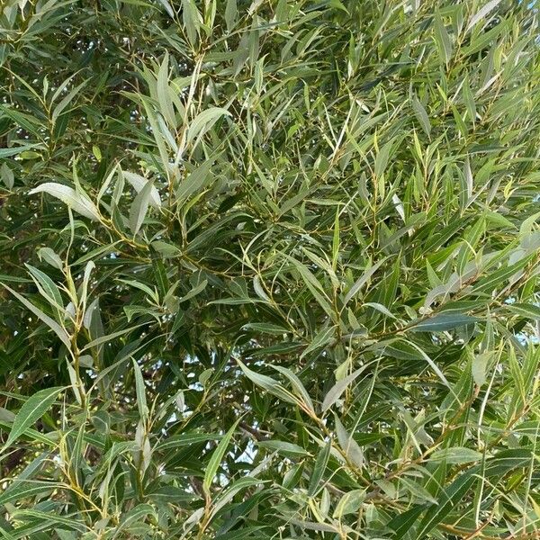 Salix lucida Blad