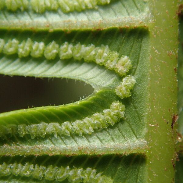 Thelypteris interrupta Leaf