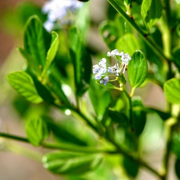 Ceanothus thyrsiflorus ᱥᱟᱠᱟᱢ