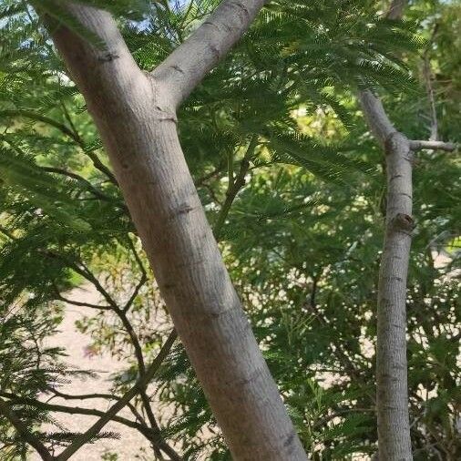 Acacia decurrens Bark