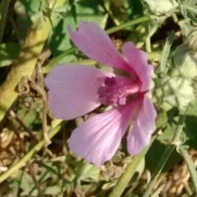 Althaea cannabina Цвят