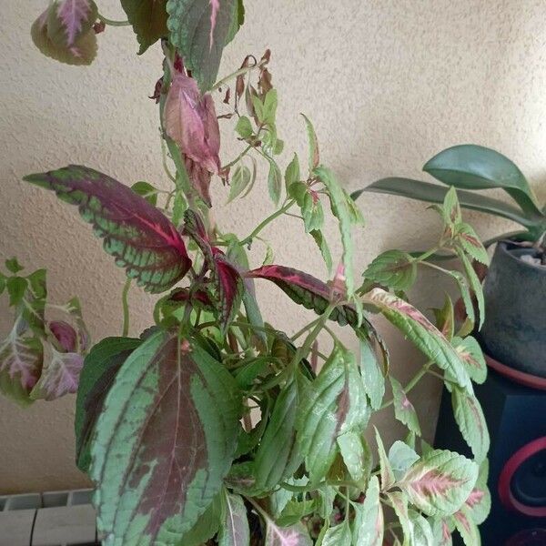 Plectranthus scutellarioides Leaf