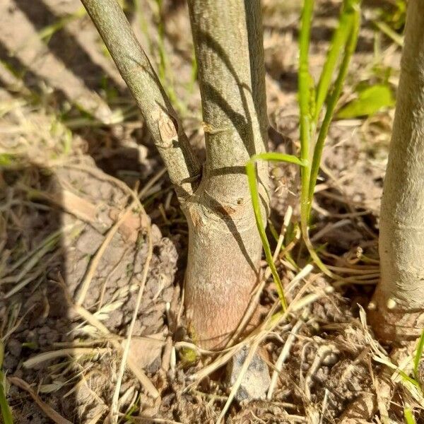 Nerium oleander Bark