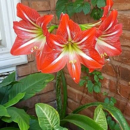 Hippeastrum correiense Flor