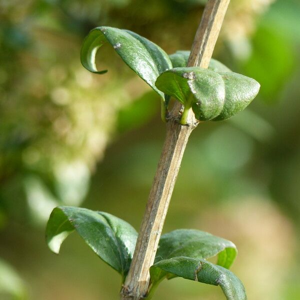 Abelia chinensis 葉