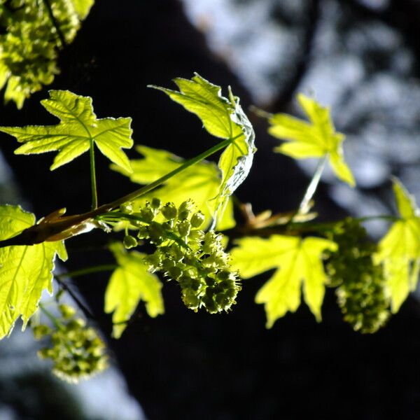 Acer macrophyllum Kwiat