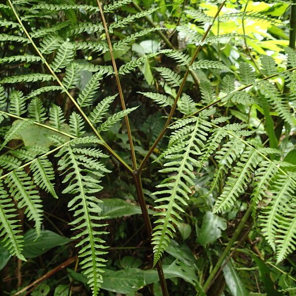 Pteris tripartita Lehti