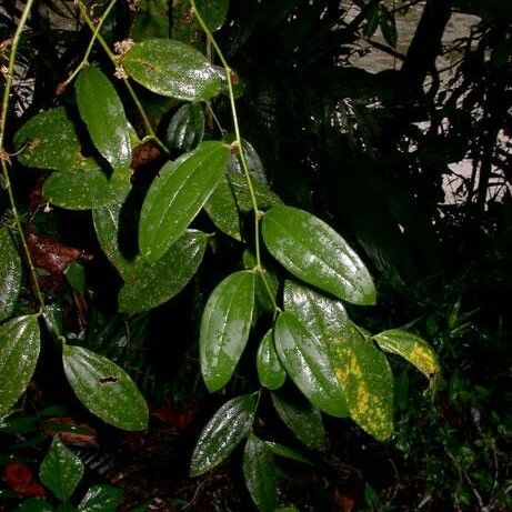 Smilax domingensis Plante entière