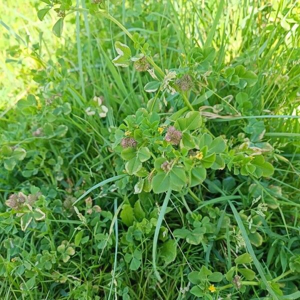 Medicago polymorpha Květ