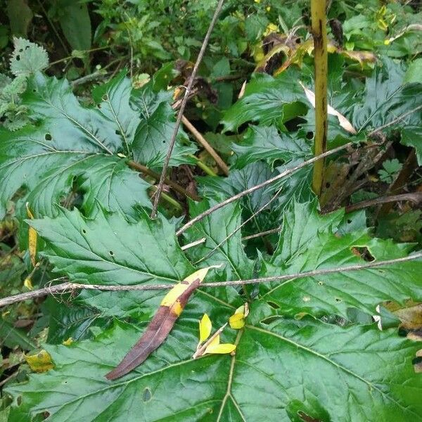 Acanthus mollis Flower