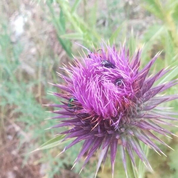 Onopordum tauricum Flors