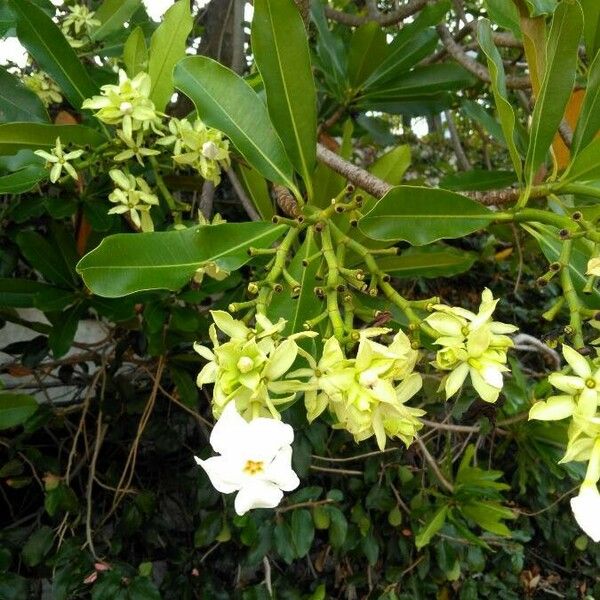 Cerbera manghas फूल