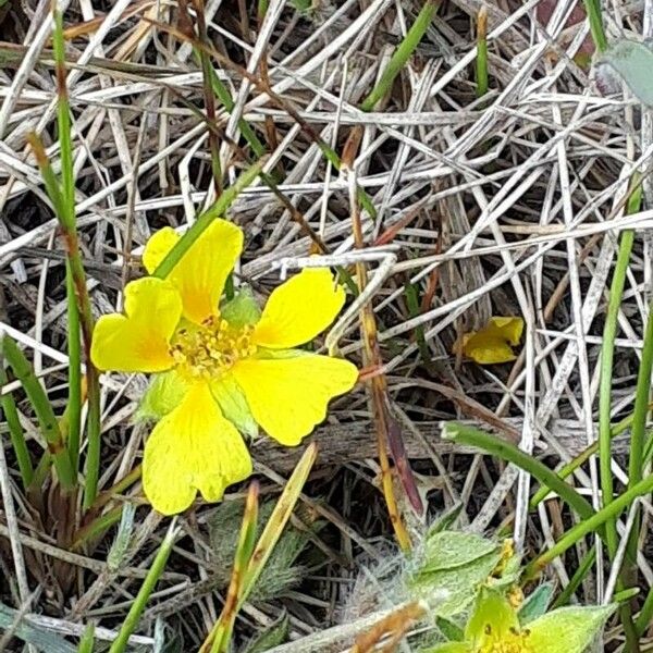 Potentilla concinna Flower