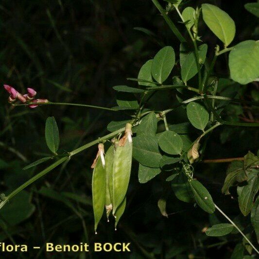 Vicia dumetorum Annet