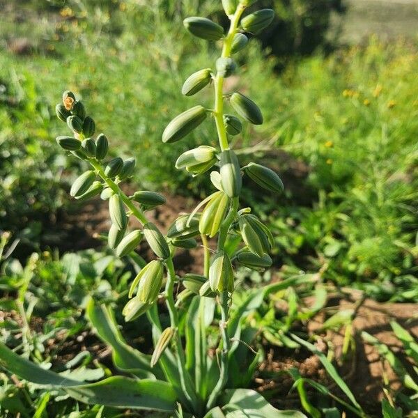 Albuca abyssinica Λουλούδι