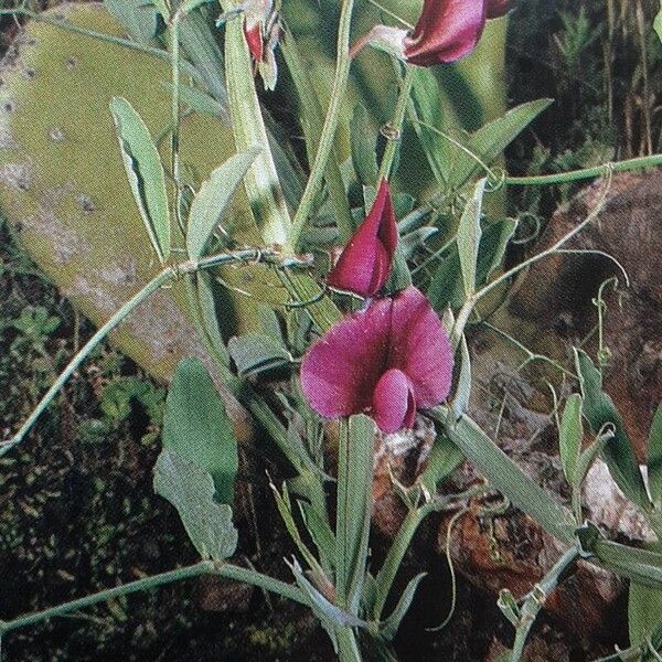 Lathyrus tingitanus ᱵᱟᱦᱟ