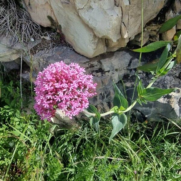 Centranthus lecoqii Květ