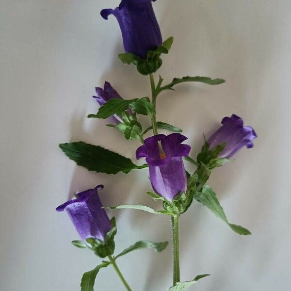 Campanula medium Květ