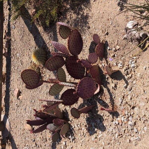 Opuntia macrocentra Habit