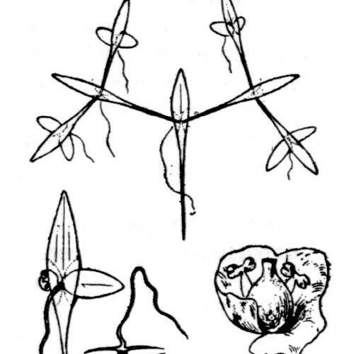 Lemna trisulca മറ്റ്