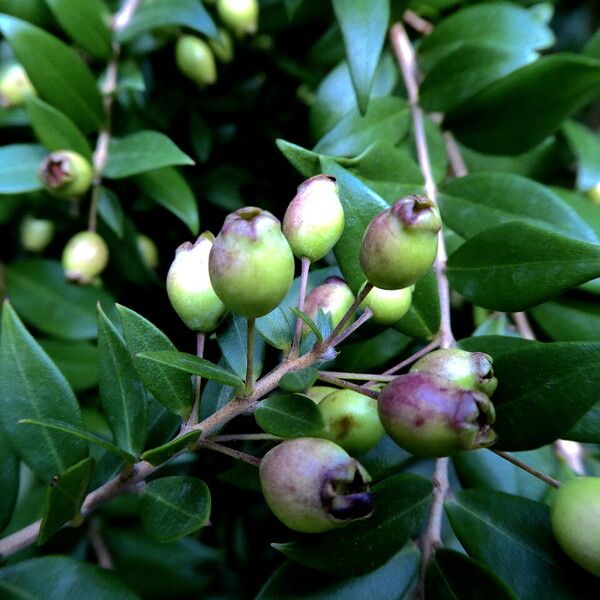 Myrtus communis Φρούτο