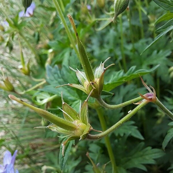 Geranium collinum Fruit