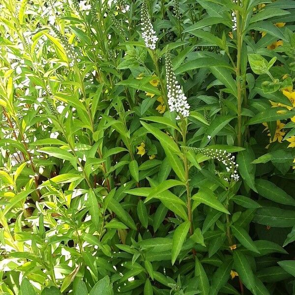 Lysimachia clethroides Yeri