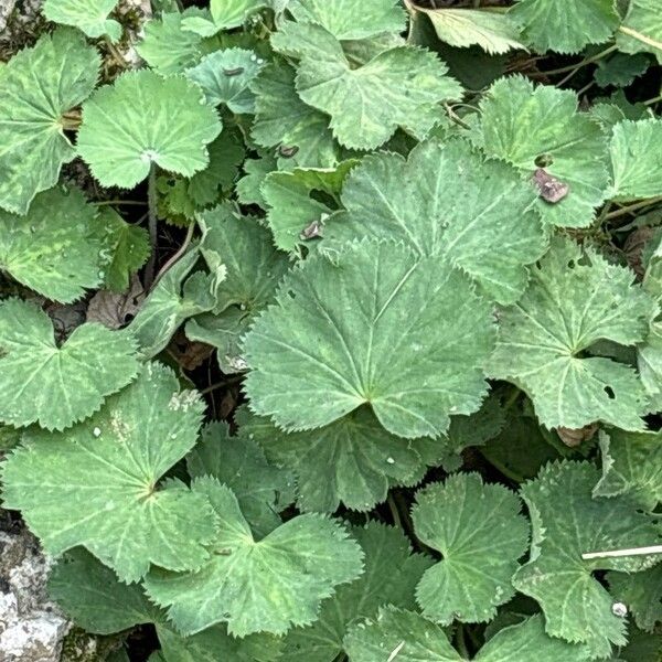 Alchemilla mollis ഇല