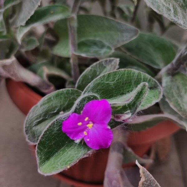 Tradescantia sillamontana Kukka