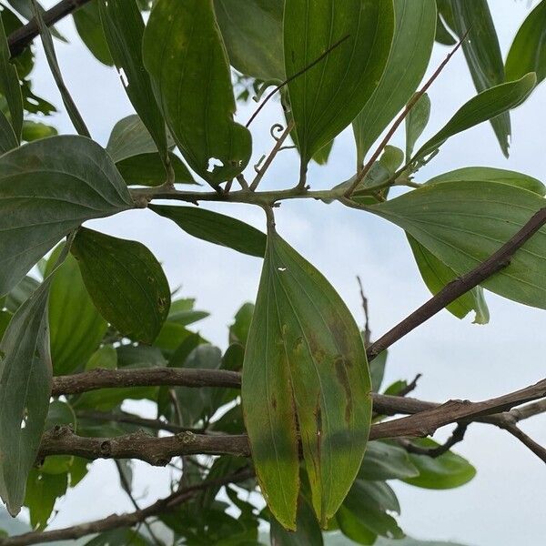 Acacia mangium Листок