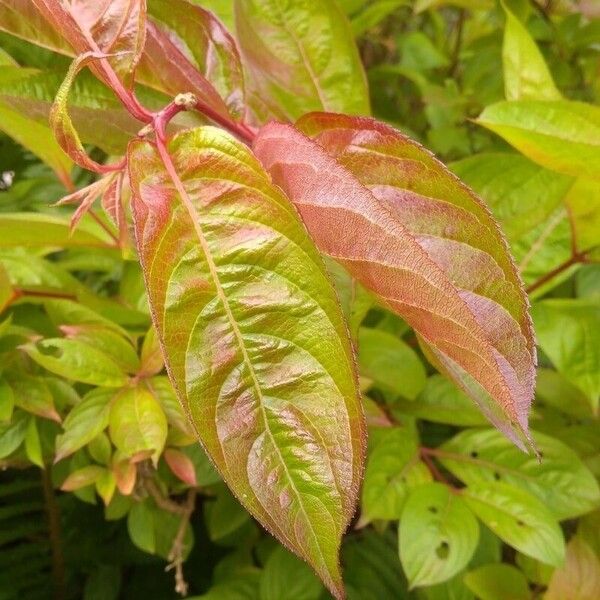 Diervilla lonicera Feuille