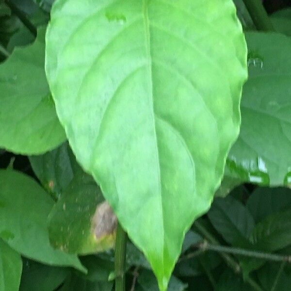 Odontonema cuspidatum Leaf