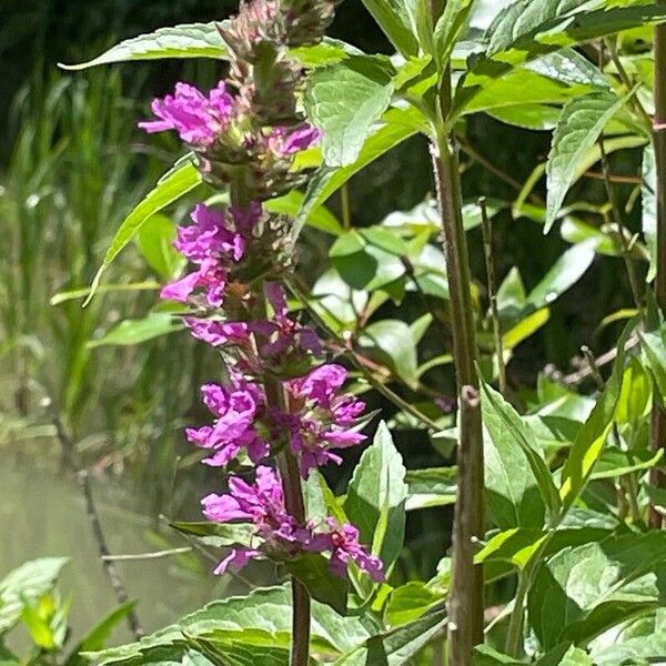 Lythrum salicaria Цвят