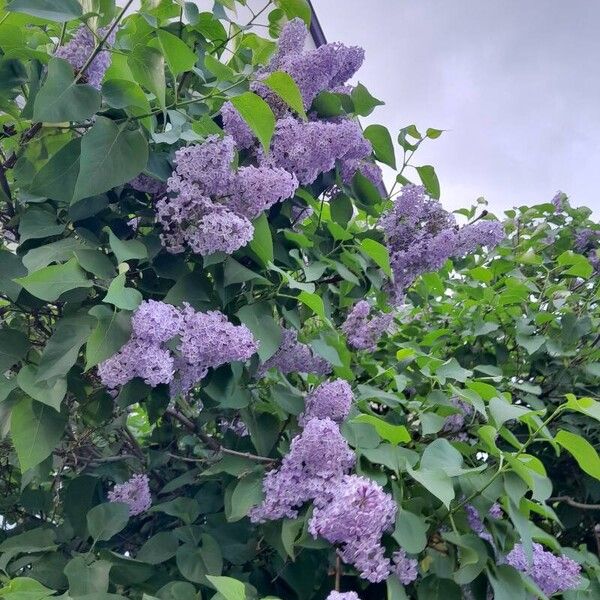 Syringa vulgaris Hábito