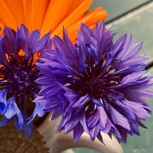 Centaurea cyanus Flower