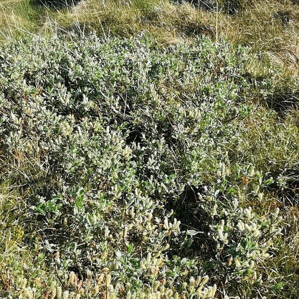 Salix glauca Habitat