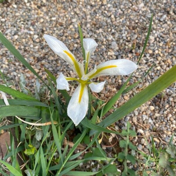 Iris orientalis Flower