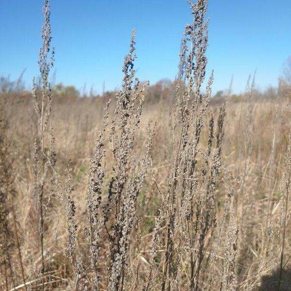 Artemisia frigida Hoja