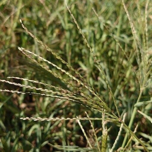 Digitaria sanguinalis Blomst